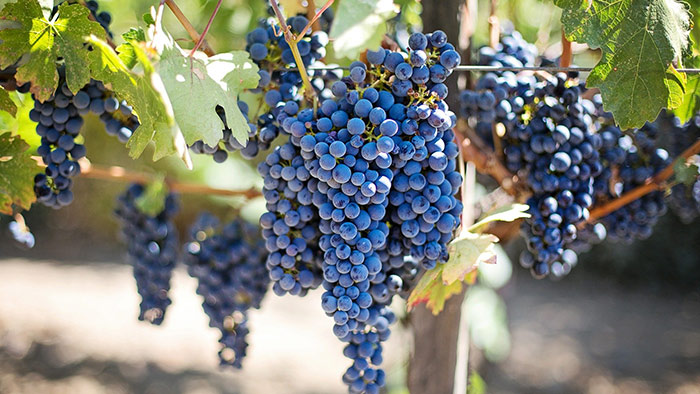 purple wine grapes